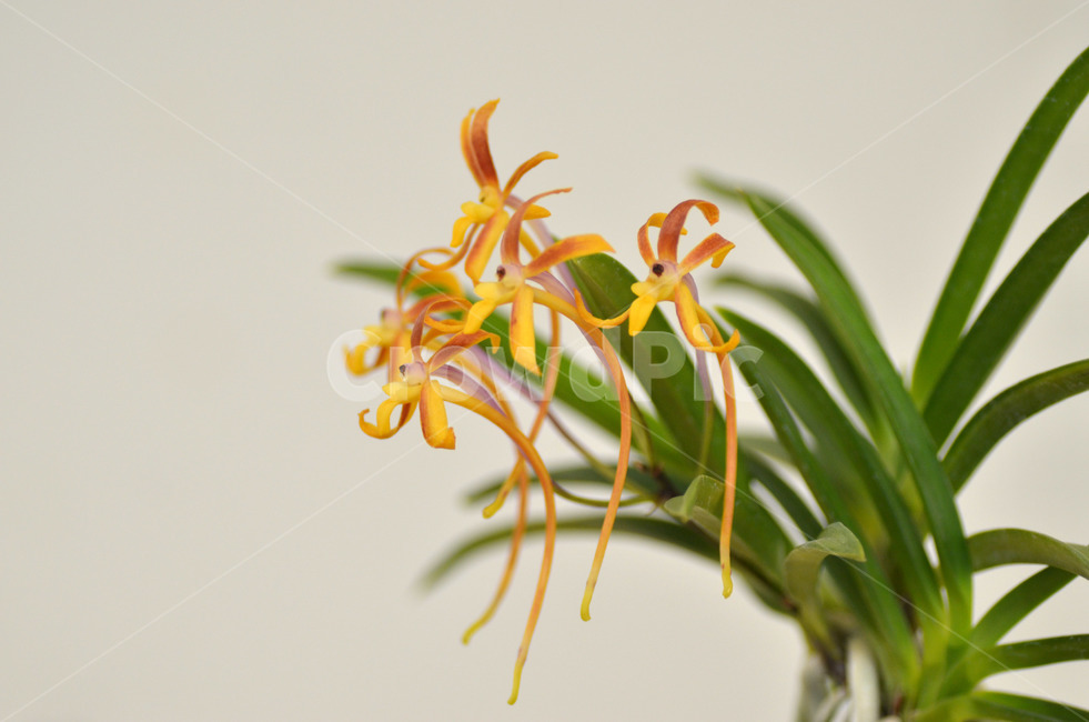 풍란,風蘭,난초,야생란,꽃,식물,자연,plants,nature,꽃,flower