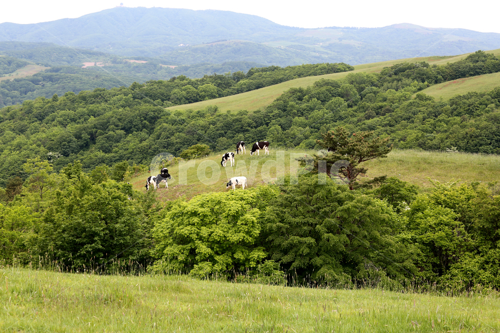 삼양목장,젖소,산길,목장,풍경,자연,풍경,nature,landscape,동물,animal,포유류,mammal,outdoors,옥외,field,들,grassland,목초지,cattle,가축,cow,소