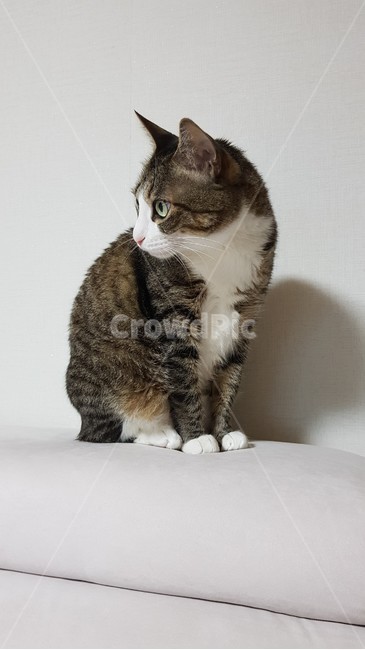 animal,동물,cat,고양이,pet,애완동물,포유류
