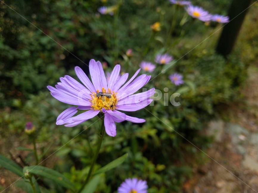 꽃,벌,flower,bee,꿀,honey
