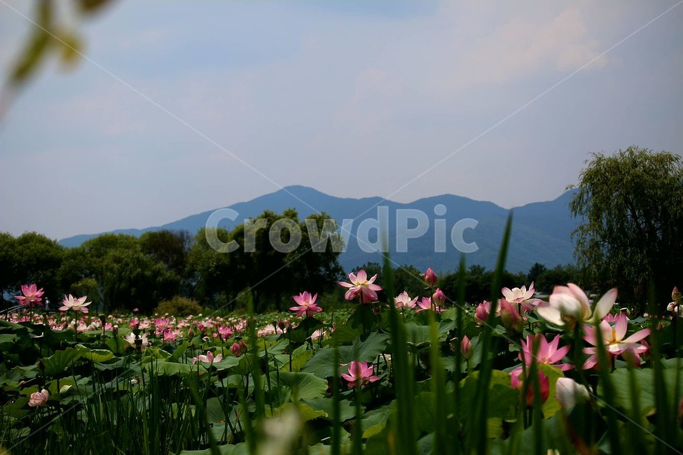 연꽃,두물머리,바탕화면,배경화면,세미원,식물,자연,plants,nature,꽃,flower