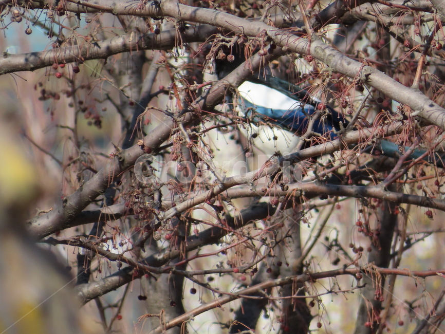 나무,식물,까치,조류,새,나뭇가지,클로즈업,tree,plant,magpie,bird,branches,closeup,동물,animal,조류,새,birds