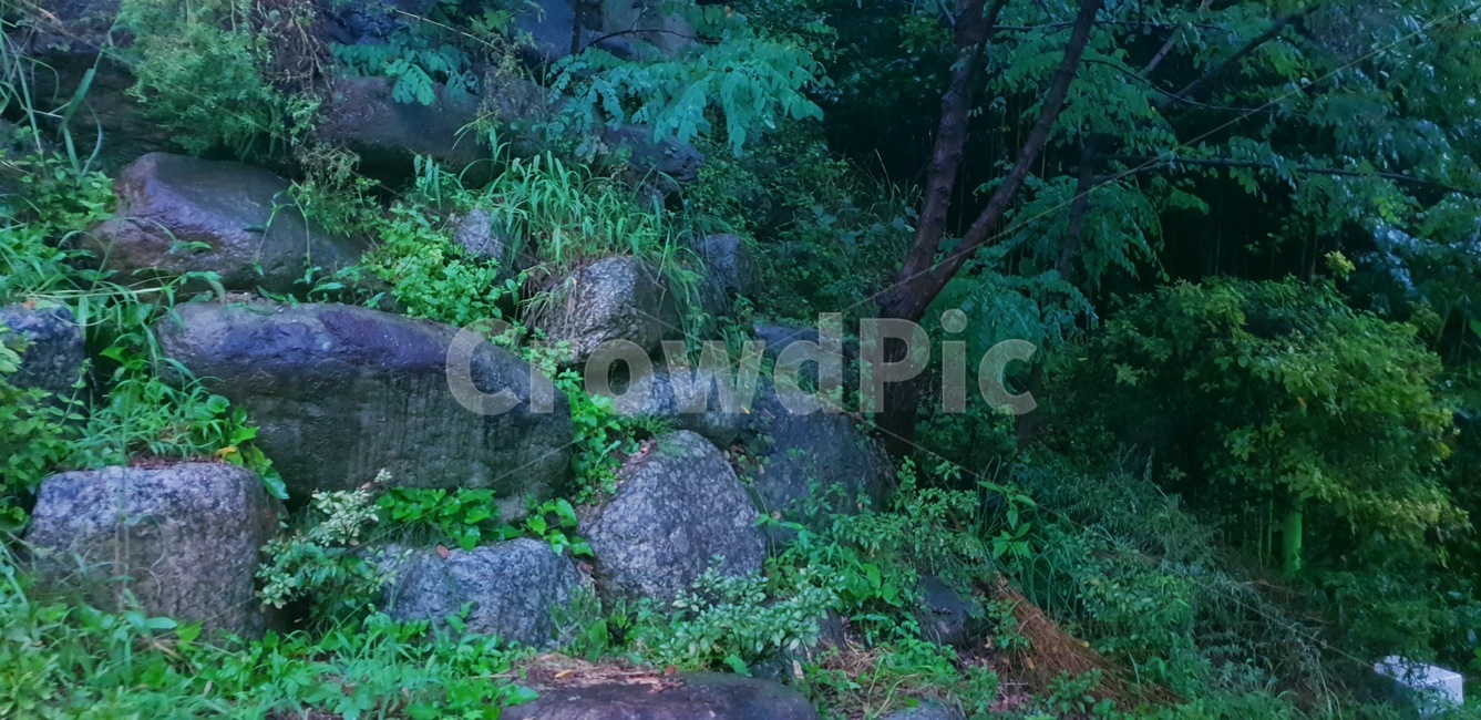 바위,식물,자연,풀,초록,초목,나무,나무,trees,wood