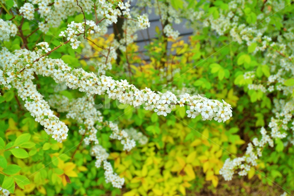 꽃,플라워,flower,봄,공원,들꽃,자연,nature,들판