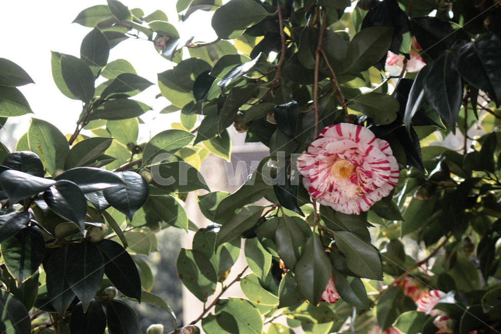 동백,동백나무,분홍색,줄무늬,꽃,식물,식물,자연,plants,nature,꽃,flower