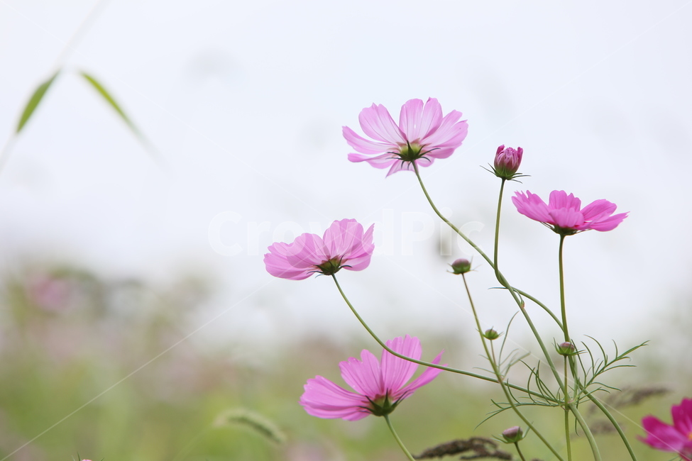 코스모스,가을풍경,가을꽃,꽃,아름다움,가을,계절,fall,autumn,season,식물,자연,plants,nature,꽃,flower,plant,petal,꽃잎,blossom,geranium,제라늄
