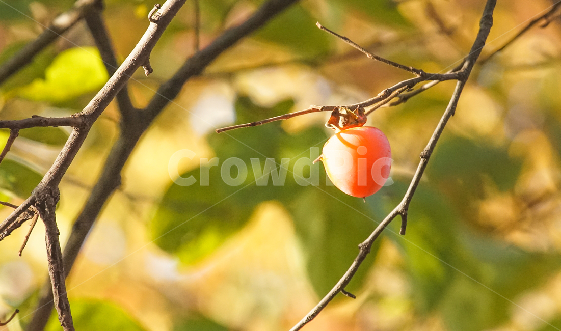 감,감나무,나무,과일,열매,가을,단풍,식물,자연,plants,nature,나무,trees,wood,과일,열매,fruit