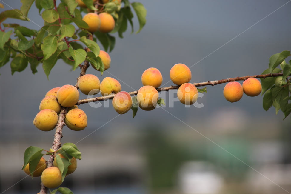 매실,황매실,열매,약용식물,japaneseapricot