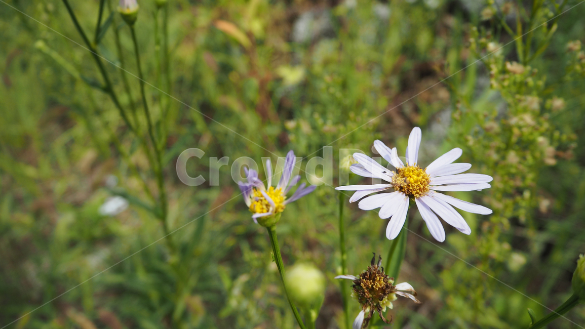 야생화,꽃,식물,자연,옥외,데이지,daisy,wildflower,flower,plant,outdoors,nature,blossom,식물,자연,plants,nature,꽃,flower