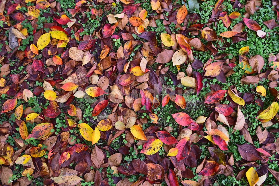 가을,가을배경,가을감성,낙엽,잎,잎새,이파리,잎사귀,옥외,야외,아웃도어,fall,autumn,outdoor,leaf,maple,colorful,season,background,natural,식물,plant,토끼풀,자연,계절,시즌,백그라운드,칼라풀,컬러풀,늦가을,가을,계절,fall,autumn,season,ground,바닥