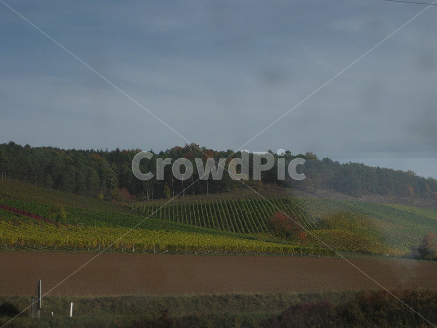 outdoors,자연,야외,풍경,scenery,차창,포도밭,밭,grassland,목초지,nature