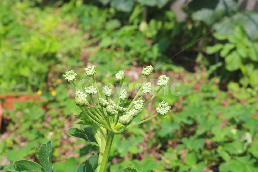 꽃,방풍꽃,나물,방풍나물,식물,채소,야채,쌈채소,농산물,야생화,자연,흰꽃,작은꽃,갯기름나물