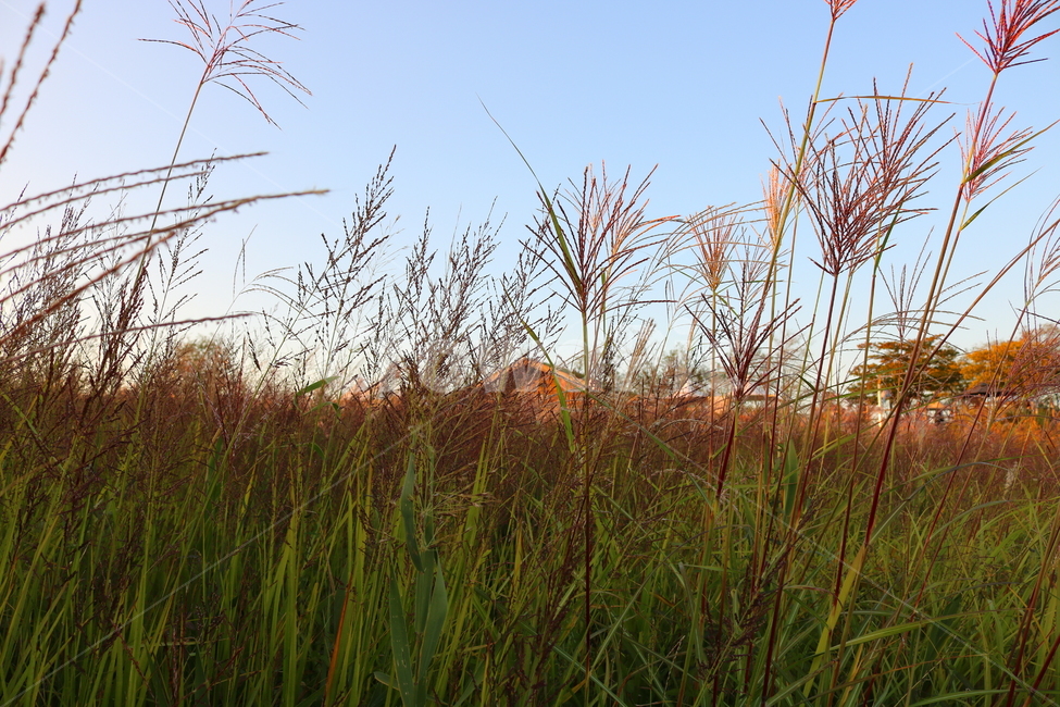 억새,억새풀,식물,자연,가을,벼과,가을,계절,fall,autumn,season,grass,잔디,plant,lawn,reed,갈대