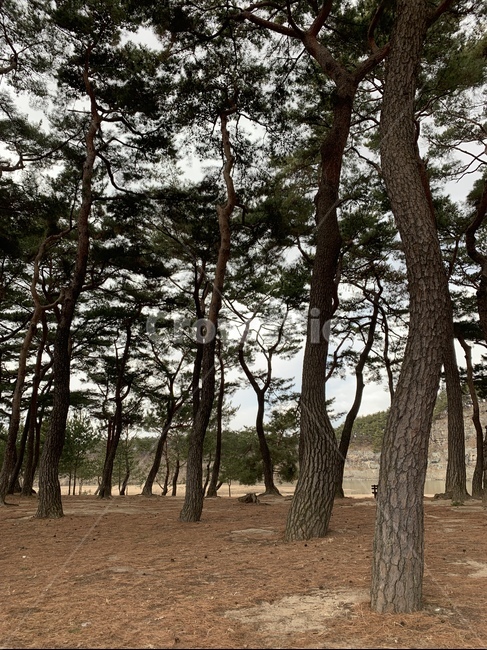 plant,식물,tree,나무,treetrunk,나무줄기,소나무,pine,하회마을,안동,만송정숲