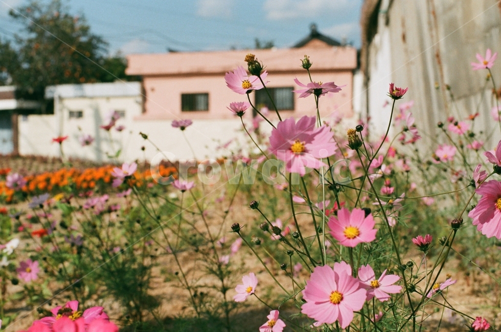 꽃,가을,코스모스,필름사진,식물,cosmos,mesuper,flower,autumn