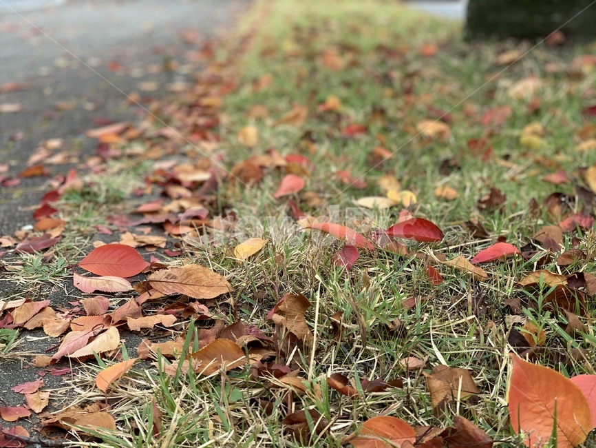 낙엽,가을,잔디,풀,자연,감성,단풍,계절,분위기,maple,ground,땅,바닥,길,leaves,가을,계절,fall,autumn,season,식물,자연,plants,nature,leaf,잎,plant,tree,나무
