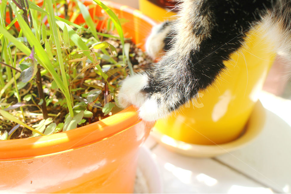 반려동물,고양이,빛,화분,감성사진,감성,고양이발,cat,식물,자연,plants,nature,동물,animal,포유류,mammal,고양이,cat,kitten,kitty