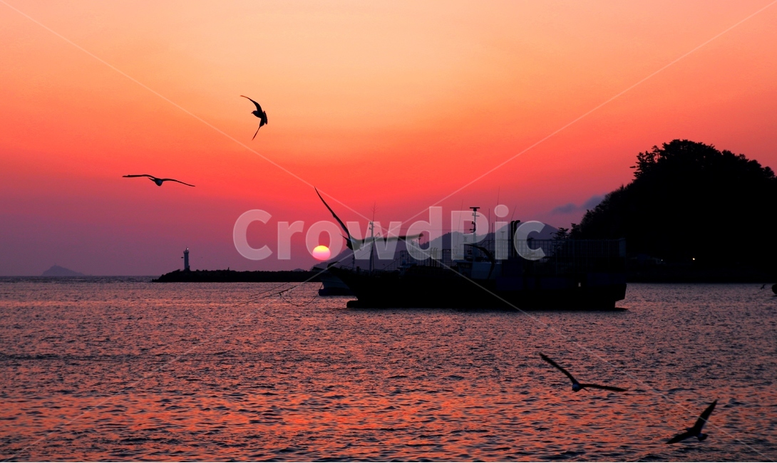 갈매기,항구,어선,배,일몰,자연,풍경,nature,landscape,동물,animal,조류,새,birds,산업,industry,industrial,어업,fishery,fishing industry,transportation,교통,vehicle,차량,boat,보트,bird,outdoors,옥외