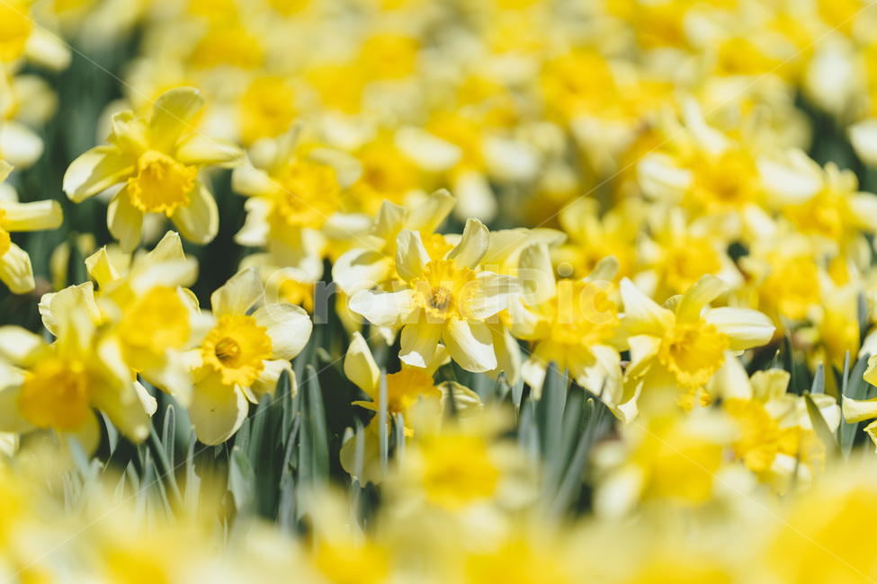 봄,봄꽃,개화,개화기,수선화,자연,풍경,flower,daffodil,개나리,노란,노랑색,노란꽃,노랑꽃,spring,plant,식물,blossom,꽃,봄,계절,spring,season