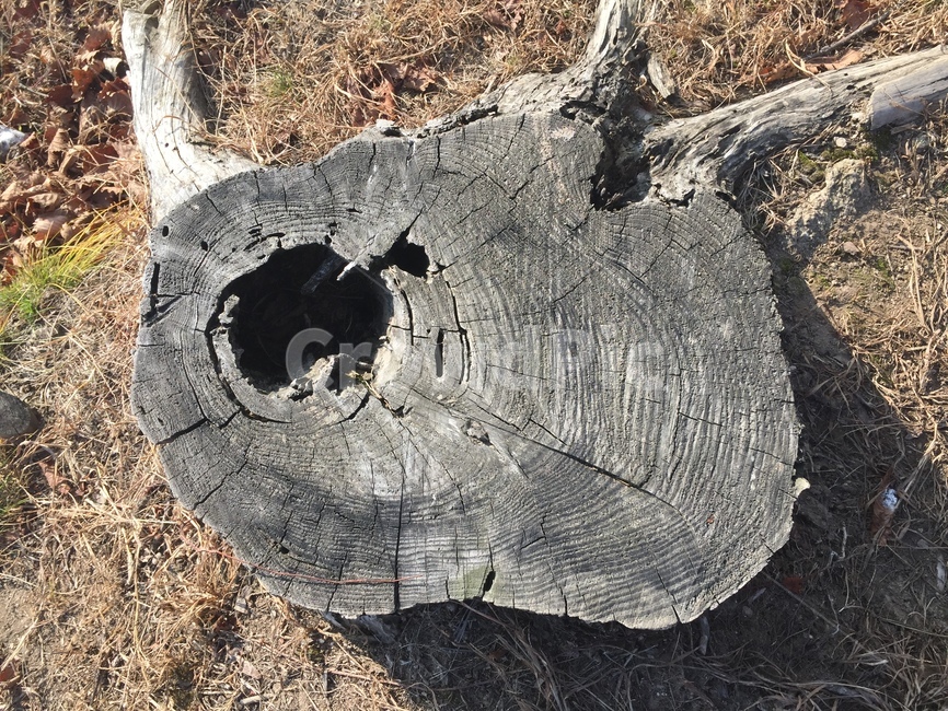 나무,밑둥,밑동,나이테,나무홈,나무,trees,wood