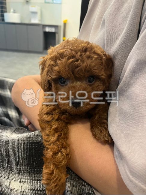 강아지,동물,개,푸들,아기강아지