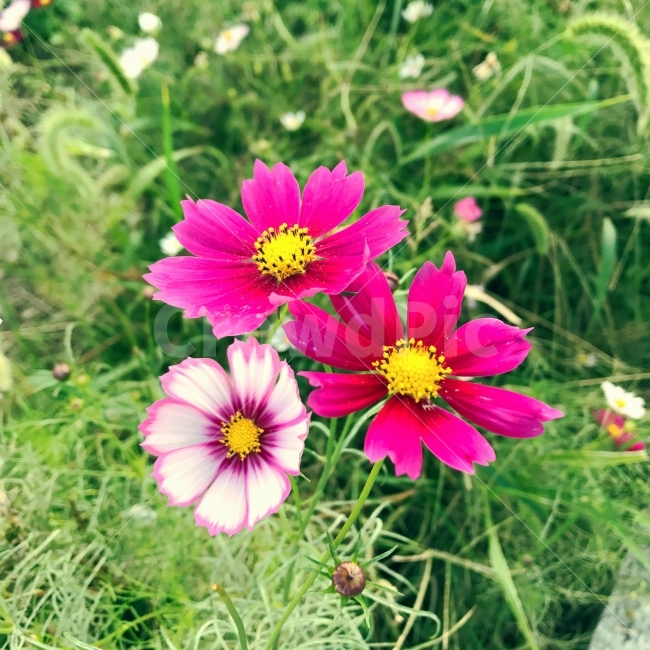 코스모스,꽃,가을,감성사진,꽃밭,가을,계절,fall,autumn,season,식물,자연,plants,nature,꽃,flower,plant,petal,꽃잎,blossom
