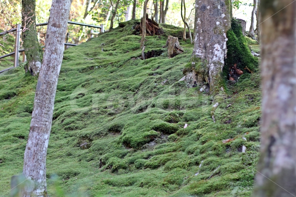 이끼,나무,정원,초록,조용한,풍경,산,자연,풍경,nature,landscape,tree,plant,식물,tree trunk,나무 줄기