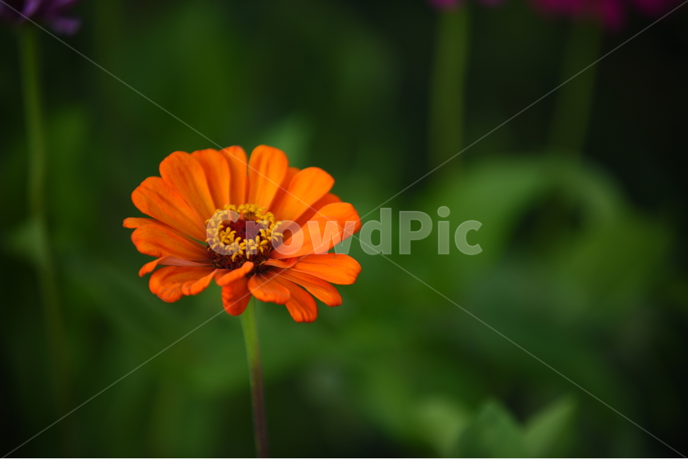 백일홍,zinnia,꽃,꽃술,꽃잎,가을,항몽유적지,식물,주황,노랑,연두,가을,계절,fall,autumn,season,식물,자연,plants,nature,꽃,flower,plant