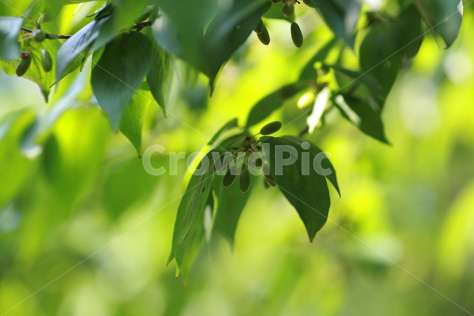 식물,나무,열매,초록색,감성,식물,자연,plants,nature