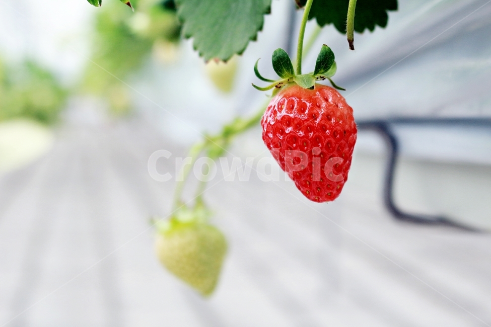 딸기,과일,딸기농장,열매,음식,red,먹음직,작물,식물,온실,하우스딸기,strawberry,음식,식재료,요리,food,cook,meal,dishes,food reserves,과일,열매,fruit