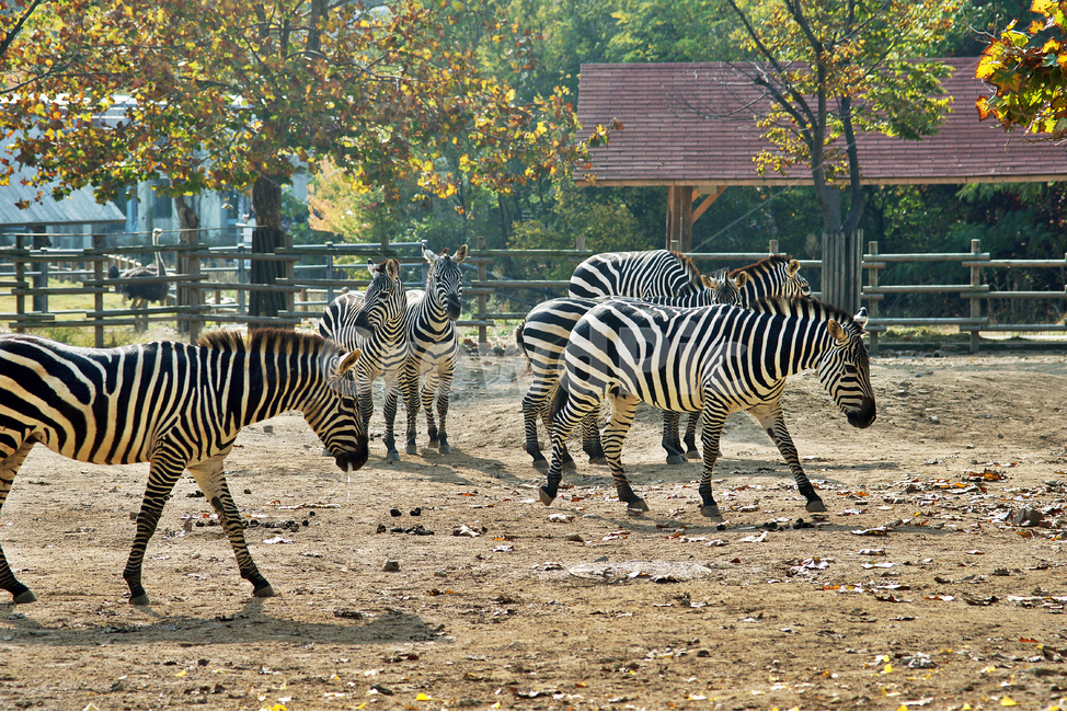 얼룩말,말,zebra,줄무늬,동물,포유류,척삭동물