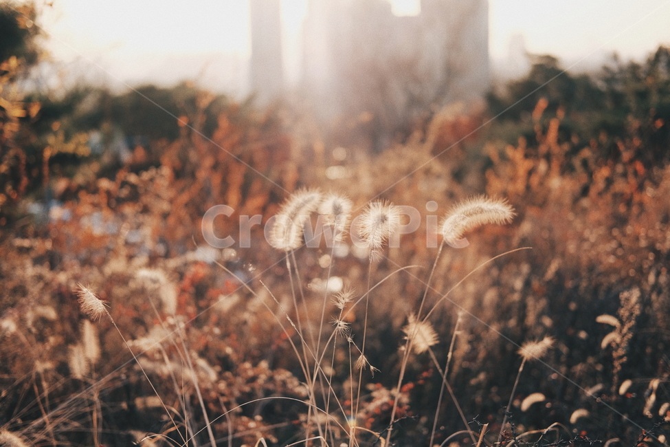 강아지풀,가을,겨울,autumn,season,plant,warm,가을,계절,fall,autumn,season,식물,자연,plants,nature,감성,sensible,feeling,grass,잔디