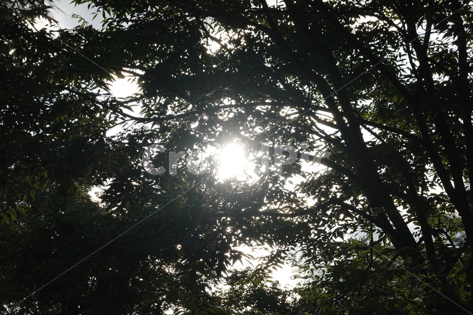 가을하늘,푸른잎,자연,풍경,tree,green,nature,자연,풍경,nature,landscape,flare,플레어,light,빛