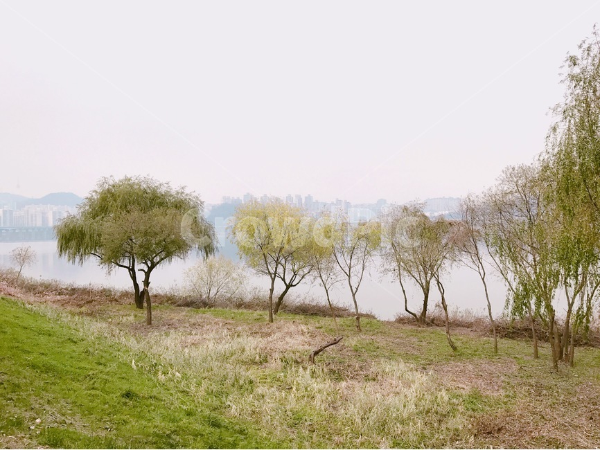 나무,풍경,하늘,강,한강,도시,풍경,city,landscape,한국도시풍경,한국도시경관,korea cityscape,plant,식물,tree,nature,자연