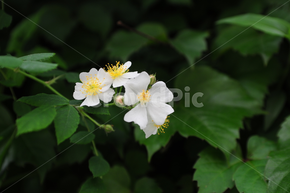 꽃,봄,flower,spring,식물,찔레꽃