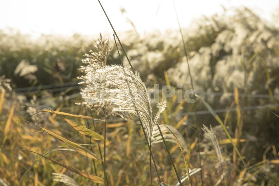 갈대,숲,갈대숲,하늘,파란하늘,가을,autumn,fall