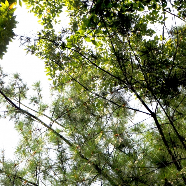 하늘,햇살,나무,빛,가을하늘,가을,초록,green,자연,나뭇가지,야외,일상,nature,색감,emotion,daily,sensible,feeling,healing,snap,스냅,landscape,감성사진,식물,자연,plants,nature