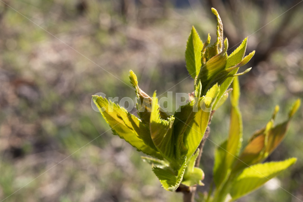 leaf,잎,plant,식물,새싹,봄