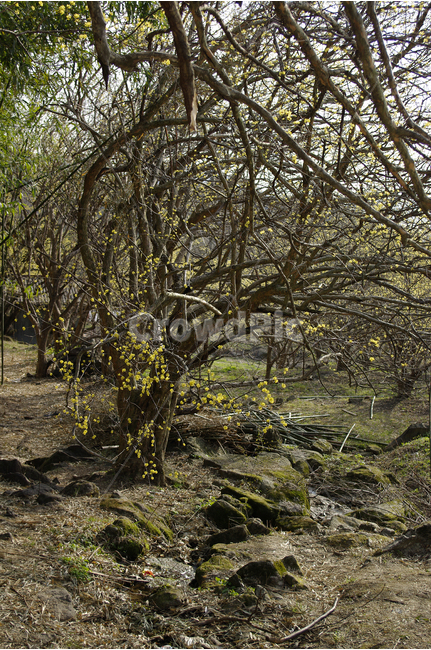 산수유,나무,봄,봄날,봄풍경,봄꽃,감성,spring,flower,봄길,산책,봄나들이,식물,꽃,봄,계절,spring,season,식물,자연,plants,nature,나무,trees,wood,ground,바닥,tree,plant,tree trunk,나무 줄기