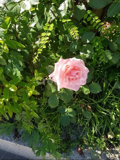 장미,장미꽃,자연,꽃,분홍꽃,분홍장미,식물,자연,plants,nature,꽃,flower