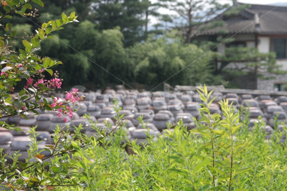장독대,항아리,전통,풍습,고추장,된장,간장,장맛,pot,jar,crock,tradition,custom,식물,자연,plants,nature,한국전통,한국문화,korean traditional,korean culture