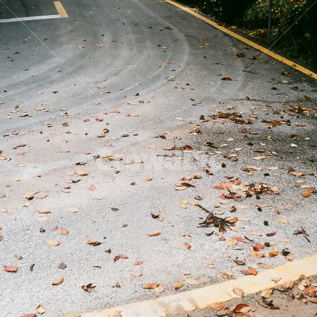 가을,단풍,낙엽,나무,나뭇잎,계절,fall,autumn,season,자연,풍경,nature,leaf,leaves,잎,식물,도로,커브,커브길,교통,traffic,아스팔트,바퀴,타이어,자국,감성,감성사진,빈티지,아날로그,필름,필름사진,필름카메라,film,filmcamera,sensible,feeling