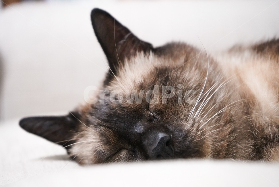 고양이,샴,샴고양이,siam,cat,동물,animal,포유류,mammal,고양이,cat,kitten,kitty