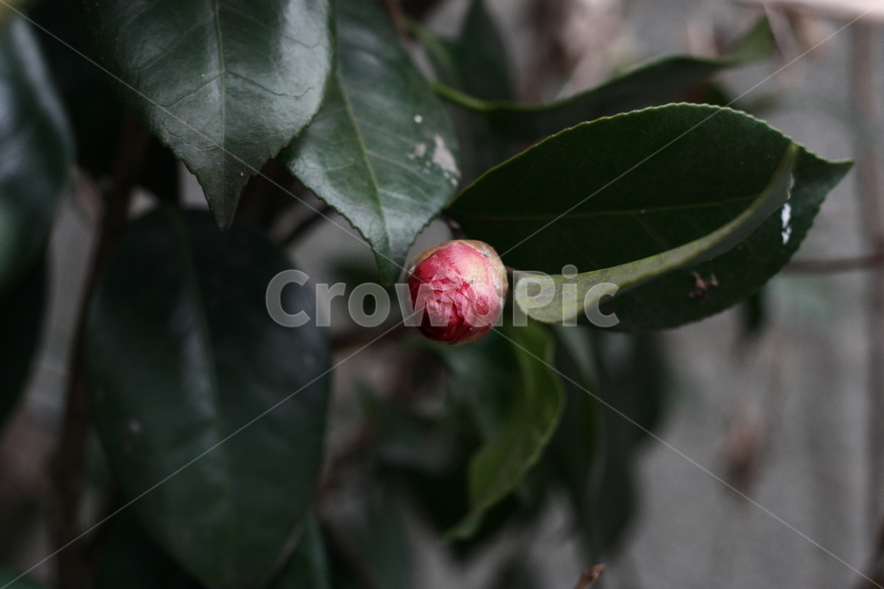 leaf,잎,plant,식물,꽃봉오리,꽃,봄