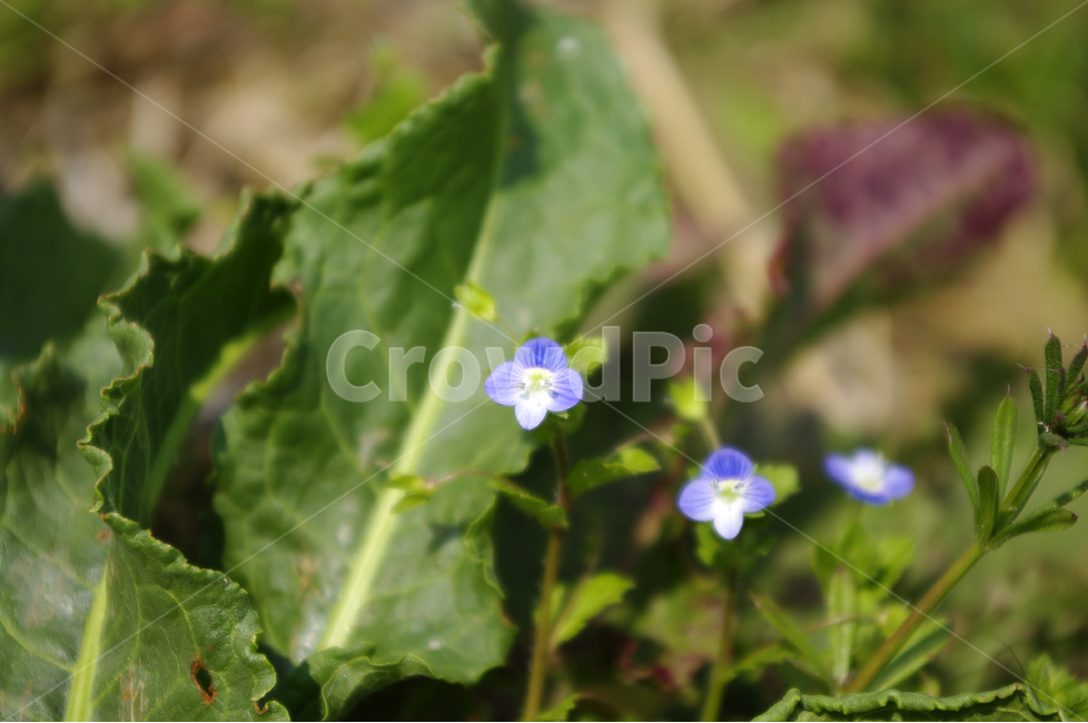 봄까치꽃,봄,봄날,봄풍경,감성,spring,flower,식물,꽃,봄꽃,봄,계절,spring,season,식물,자연,plants,nature,꽃,flower,blossom,geranium,제라늄,plant