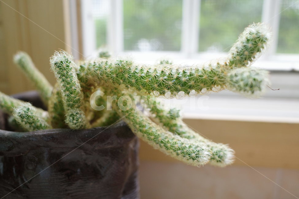 선인장,식물,화단,베란다,초록색,식물,자연,plants,nature,실내용화초,화분,화초,house plant