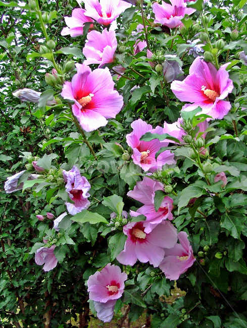 무궁화,꽃,국화,낙엽관목,분홍색,훈화초,정원수,식물,자연,plants,nature,꽃,flower
