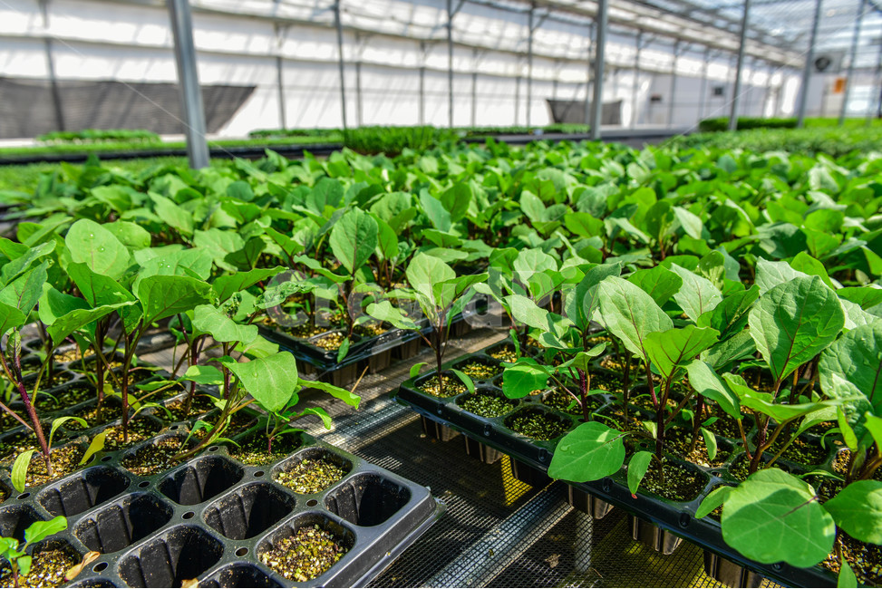 온실,greenhouse,모종,묘종,육묘장,성장,대목,growing,새싹,고추대목,seed,seeds,건강,green,초록,식물,자연,plants,nature,봄,농사,파종,씨앗,종자,식물,자연,plants,nature,농업,농사,agriculture,farming,farming industry