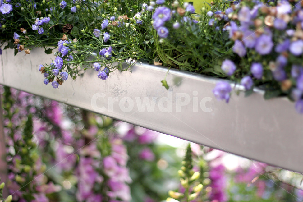 꽃,자연,식물,nature,flower,plants,색상,색감,색채,잎,보라꽃,분홍꽃,창문