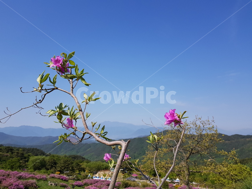 plant,식물,하늘,자연,꽃,nature,sky,flower,식물,자연,plants,nature,꽃,flower